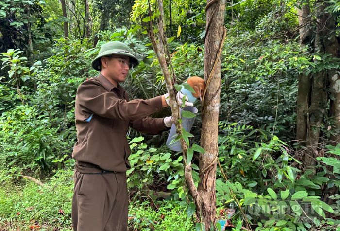 Thả động vật hoang dã trở lại môi trường tự nhiên - Ảnh: N.H
