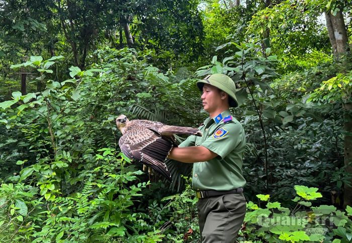 Thả động vật hoang dã trở lại môi trường tự nhiên - Ảnh: N.H