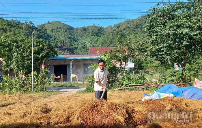 Rơm sau vụ gặt được người dân phơi, dự trữ làm thức ăn cho vật nuôi trong mùa mưa - Ảnh: N.B