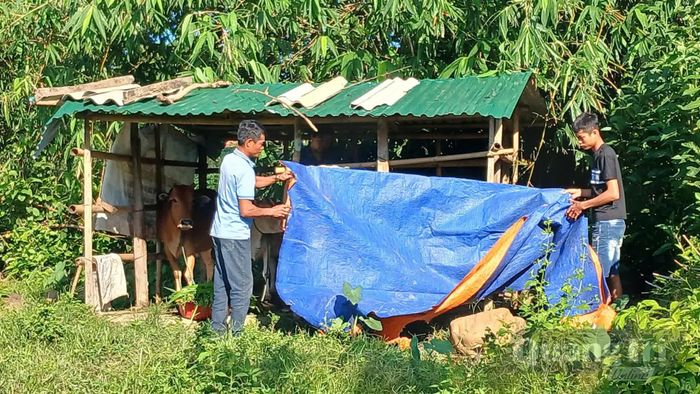 Che chắn chuồng trại cẩn thận giúp giữ ấm, bảo vệ đàn vật nuôi trong mùa mưa rét - Ảnh: N.B
