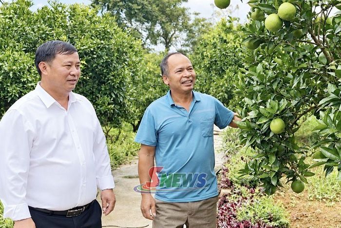Mô hình trồng cam theo hướng hữu cơ của HTX Nhâm Khanh, tổ dân phố 68, phường Vân Sơn.