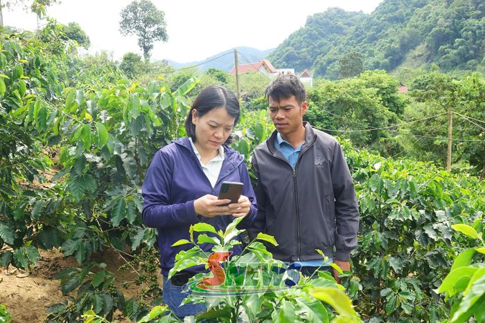 Cán bộ Trung tâm Dịch vụ Tổng hợp phường Chiềng Cơi hướng dẫn hộ dân xác định vị trí, khoanh vẽ diện tích, cập nhật dữ liệu vùng trồng cà phê.
