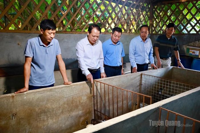 Đồng chí Vân Đình Thảo cùng lãnh đạo xã Yên Phú tham quan mô hình nuôi nhím tại thôn 1 Minh Phú.