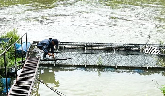 Người nuôi cá lồng trên sông Bồ (đoạn qua xã Quảng Điền) chủ động bảo vệ tài sản trước mưa lớn. Ảnh: Tâm Anh 