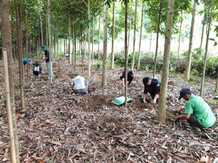 Triển khai mô hình trồng cây Khôi Nhung dưới tán rừng tại thôn Bản Bung, xã Nà Hang.