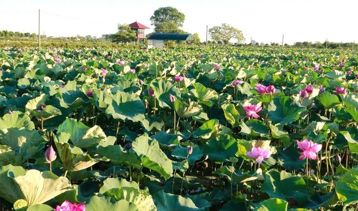 Khi được tổ chức bài bản, cây sen có thể trở thành một trong những đối tượng cây trồng góp phần đa dạng hóa sản xuất nông nghiệp, nâng cao thu nhập và tạo thêm sinh kế cho người dân nông thôn