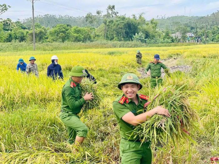 Công an xã Thần Lĩnh hỗ trợ bà con nhân dân thu hoạch vụ mùa.