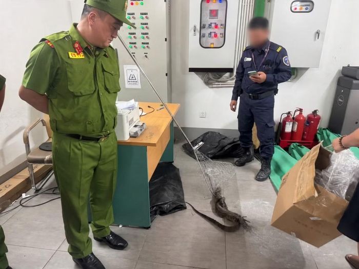 Tổ công tác phối hợp xử lý cá thể động vật hoang dã nghi là kỳ đà hoa.