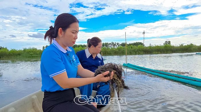 Bà Lê Thị Ngọc Linh tìm hiểu quá trình phát triển của rong.