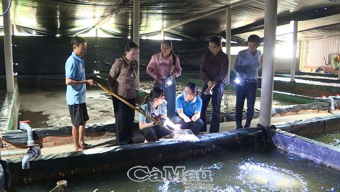 Đại biểu tham quan mô hình nuôi ốc hương biển trên ao lót bạt của ông Huỳnh Trung Cường, ấp Xóm Lớn, xã Năm Căn.