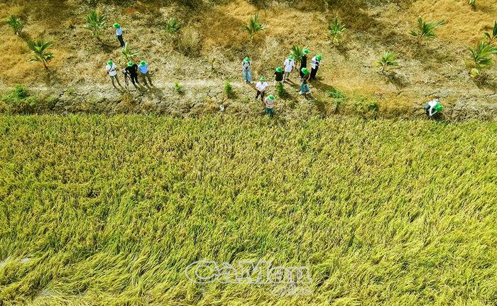 Sản lượng lúa của Vĩnh Thanh trong 9 tháng đầu năm đạt gần 92 nghìn tấn, đóng góp quan trọng vào tăng trưởng của địa phương.