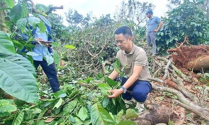 Cà phê chuẩn bị thu hoạch cũng bị thiệt hại