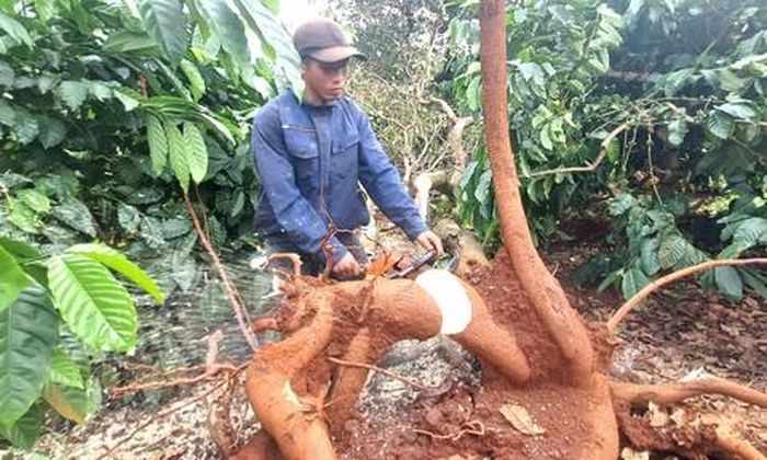 Người dân thôn Ia Blan đang thu dọn các cây bị đổ.