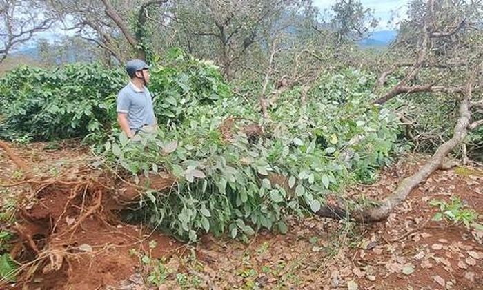 Những cây tiêu xanh tốt cũng bị ảnh hưởng.