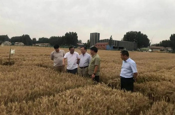 Kết quả công bố cho thấy năng suất lúa tăng tới 40,6%, lúa mì tăng 24,7%, mía tăng 45,7%