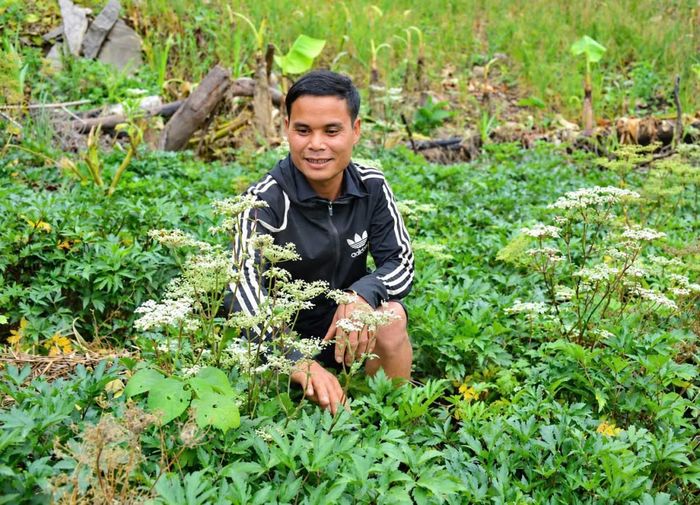 Anh Hồ Văn Chiến chăm sóc diện tích đương quy, mô hình mở ra hướng phát triển sinh kế mới cho người dân xã Trà Linh. (Ảnh: HA)