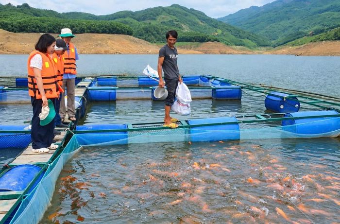 Mô hình nuôi cá lồng bè trên lòng hồ Sông Tranh 2 mở thêm hướng sinh kế cho người dân vùng cao. (Ảnh: HA)