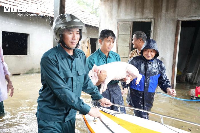 Các lực lượng tập trung giúp người dân di chuyển đồ đạc, gia súc, gia cầm đến những vị trí cao ráo, an toàn.