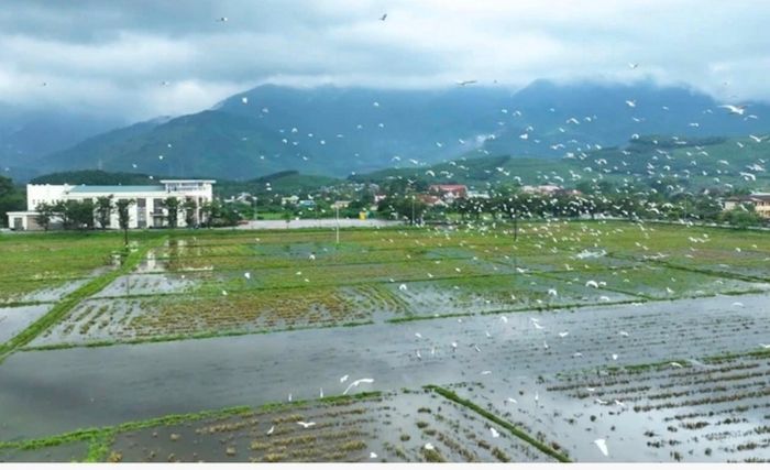Cò trắng bay rợp cánh đồng ở xã Phú Lộc. (Ảnh: Trung tâm DVSNC xã Phú Lộc)