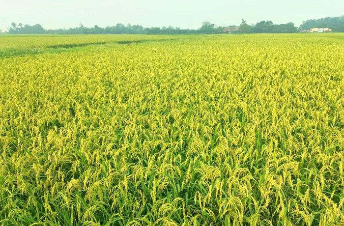Cánh đồng trồng lúa nếp cái hoa vàng Thụy Lâm trải rộng, cho mùa màng bội thu. Ảnh: Thụy Lâm