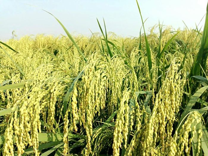 Lúa nếp cái hoa vàng Thụy Lâm (xã Thư Lâm) trĩu bông. Ảnh: Thụy Lâm