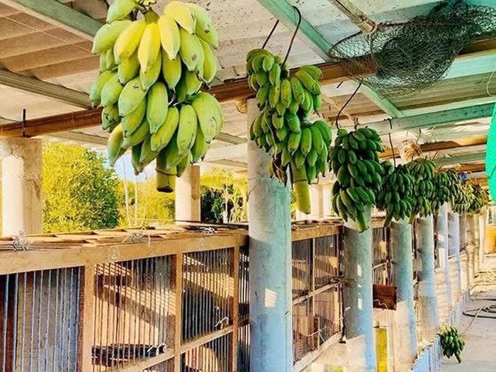 Ngoài phần đất để xây nhà, Quách Ngọc Ngoan đào ao nuôi cá, làm chuồng trại nuôi trồng. Anh từng bỏ ra chi phí xây dựng trang trại lên tới hơn 5 tỷ đồng.