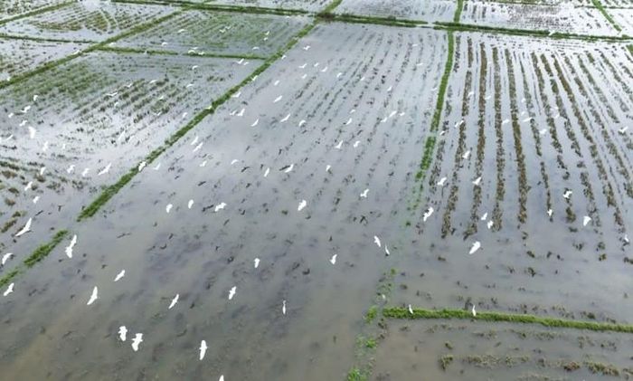 Đàn cò chao liệng trên đồng ruộng. Ảnh: TTDVSNC Phú Lộc.