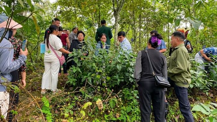 Chất lượng của một vùng nguyên liệu cần được kiểm soát.