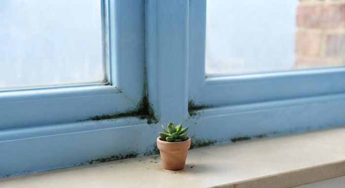 Người mắc hen, bệnh phổi mạn tính hoặc có hệ miễn dịch suy yếu nên hạn chế tiếp xúc với môi trường có nấm mốc.