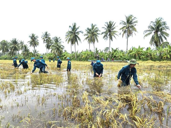 Ban Chỉ huy quân sự xã Khánh Hưng, tỉnh Cà Mau giúp người dân thu hoạch lúa bị mưa làm ngập vào cuối tháng 9.2026