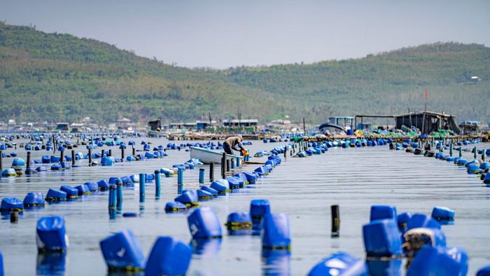 Một hộ dân đang tiến hành cho tôm hùm ăn.