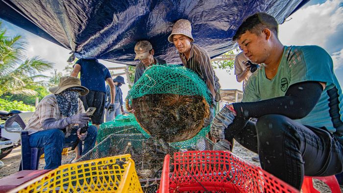 Sau khi lên bờ, tôm hùm được kiểm tra kích cỡ, phân loại. Không khí lao động khẩn trương, tập trung cao độ hiện rõ trên gương mặt của bà con ngư dân dưới những tấm bạt che nắng.