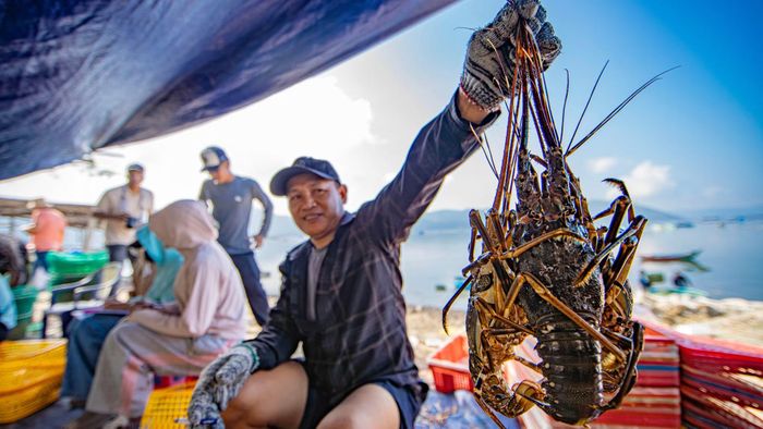 Giá tôm hùm hiện nay đang ở mức hơn 800.000 đồng. Đặc biệt có thời điểm giá tôm đã xấp xỉ 900.000 đồng.
