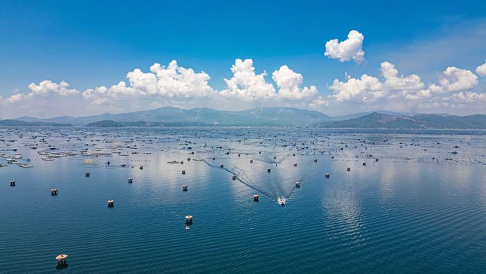 Trên mặt nước, hàng nghìn lồng nuôi tôm hùm và các loại hải sản nằm san sát.