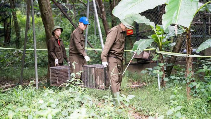 Lực lượng chức năng di chuyển các cá thể vào tận rừng sâu để tái thả chúng. (Ảnh: CTV)