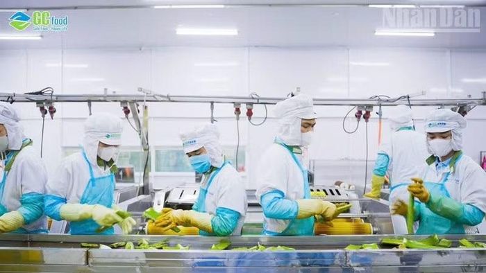 Toàn bộ chuỗi sản xuất sản phẩm OCOP được kiểm soát chặt chẽ từ vùng nguyên liệu, chế biến, an toàn thực phẩm đến đóng gói, phân phối. (Ảnh: NGUYỄN TRUNG)