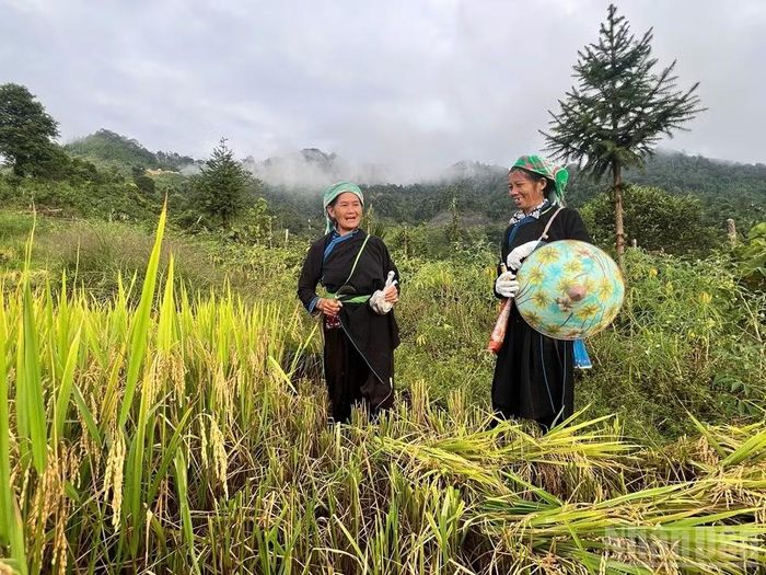 Nông dân Bản Liền thu hoạch lúa.