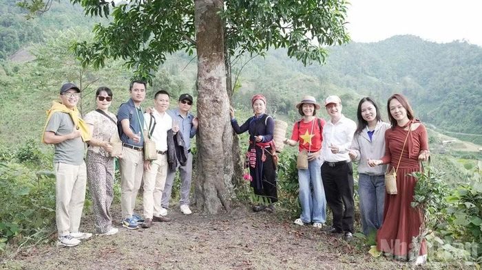 Khách du lịch trải nghiệm trên đồi chè shan của xã Bản Liền.