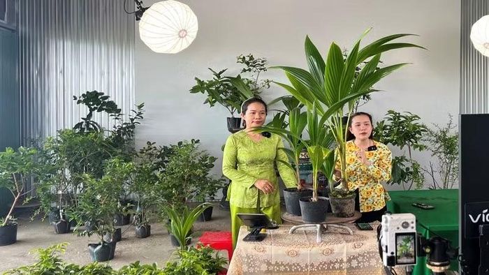 Người dân xã Chợ Lách bán sản phẩm cây giống, hoa, cây cảnh qua sàn thương mại điện tử. (Ảnh: HOÀNG VŨ)