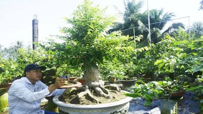Ông Trần Văn Thanh, ngụ xã Vĩnh Thành chăm sóc cây mai vàng phục vụ thị trường Tết Nguyên đán 2027. (Ảnh: HOÀNG VŨ)