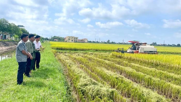 Đồng quê Khánh Thiện vào mùa lúa chín. (Ảnh: YẾN TRINH)