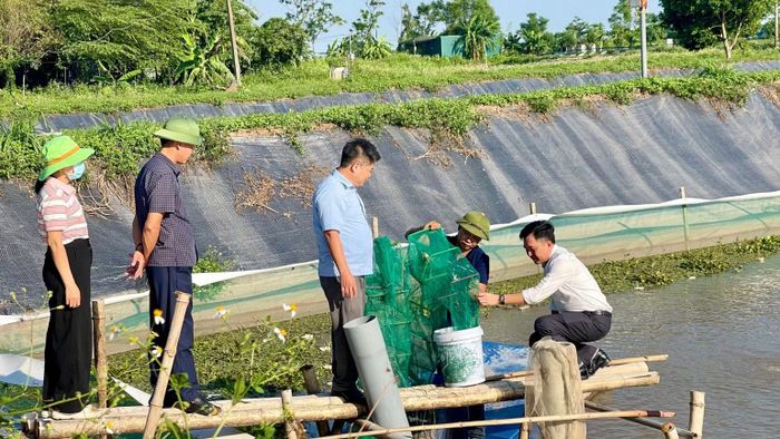 Mô hình nuôi cua cà ra trên địa bàn xã cho hiệu quả kinh tế cao. (Ảnh: YẾN TRINH)