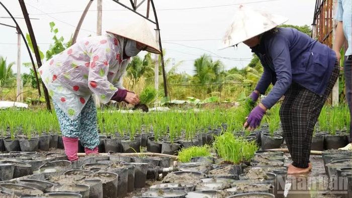 Công tác chuẩn bị 25.000 chậu lúa phục vụ trang trí đang được tập trung thực hiện. (Ảnh: VĂN ÚT)