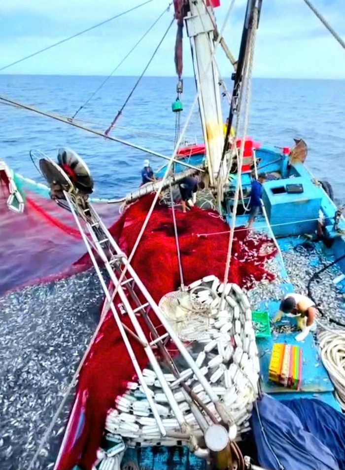 Tàu cá hành nghề lưới vây của ông Trần Quy "trúng đậm" hàng chục tấn cá bò trên vùng biển Huế và Đà Nẵng.