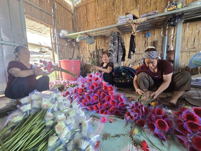Người lao động bó và đóng gói hoa đồng tiền sau thu hoạch, chuẩn bị đưa ra thị trường.