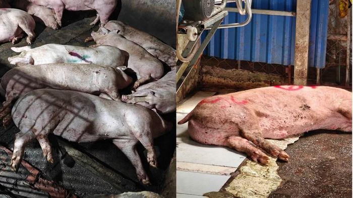 Số lợn bệnh tại gia đình Đặng Văn Giang