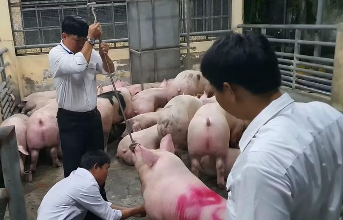 Heo dương tính với vi rút dịch tả heo châu Phi bị cơ quan chức năng phát hiện.