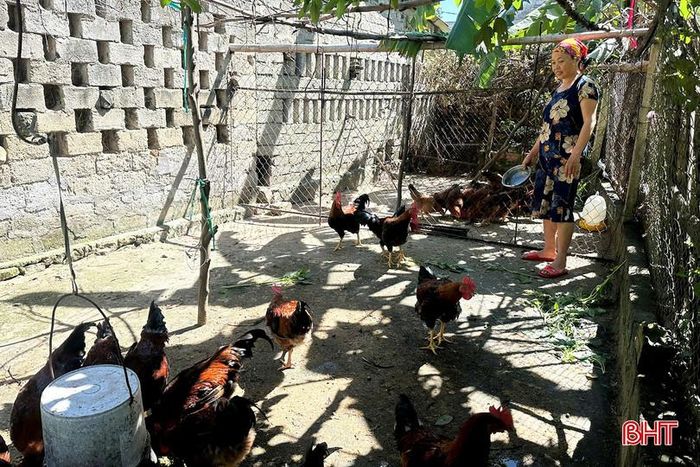 Hiện tại mô hình sinh kế gà của gia đình chị Nguyễn Thị Anh phát triển tốt, đã tái đàn lần thứ 3.