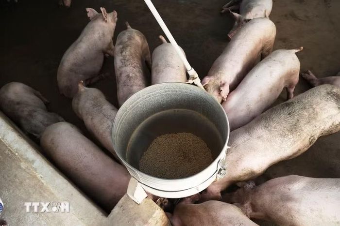 Đàn lợn nuôi tại Đồng Nai. (Ảnh minh họa: Hồng Đạt/TTXVN)
