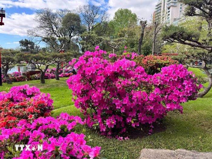 Vườn Nhật Bản đồng loạt bung nở, nhuộm những lối đi nơi đây bằng sắc hồng, đỏ và trắng. (Ảnh: Diệu Hương/ TTXVN)